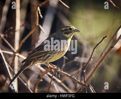 Girlitz (Serinus Serinus) thront auf einem Ast Stockfoto