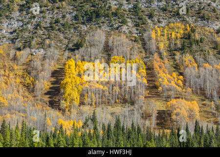 Goldenen Espen an Berghängen, Banff Nationalpark, Alberta, Kanada Stockfoto