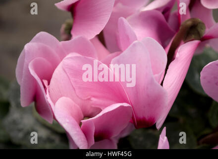 Rosa Alpenveilchen, lateinischer Name "Sizilium" im Gewächshaus in Serbien Stockfoto