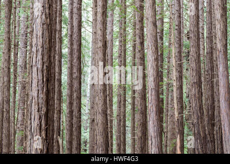 Redwood-Bäume im Muir Woods National Monument Stockfoto