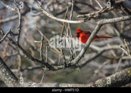 roter Kardinal Vögel auf einem Baum Stockfoto