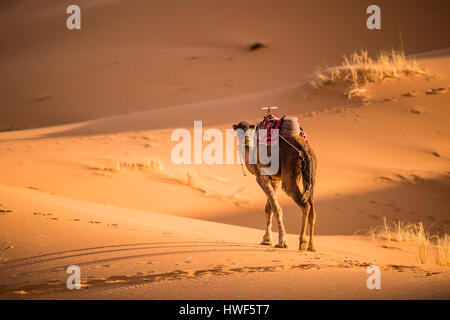 Wandern in den Dünen der Sahara bei Sonnenuntergang in Merzouga - Marokko Kamel Stockfoto