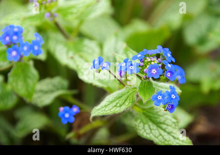 Kaukasusvergissmeinnicht - Brunnera Macrophylla 03 Stockfoto