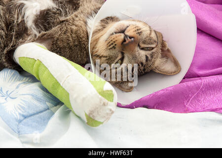 Katze trägt ein Elisabeth Kragen und Katze Bein Schiene schlafen auf Stoff. Stockfoto