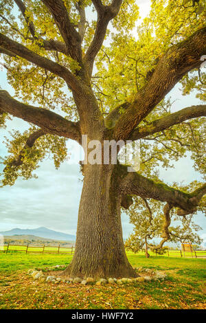 Groß und weltlichen Eiche auf einer grünen Wiese. Toskana, Italien Europa. Stockfoto
