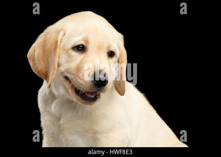 Golden Labrador Retriever Welpe auf schwarzem Hintergrund isoliert Stockfoto