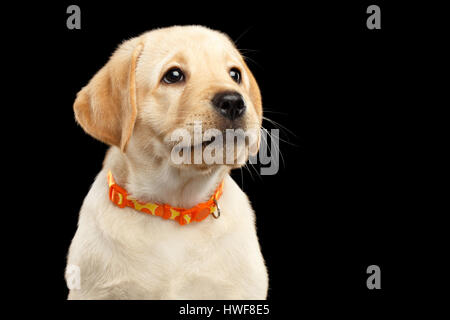 Golden Labrador Retriever Welpe auf schwarzem Hintergrund isoliert Stockfoto