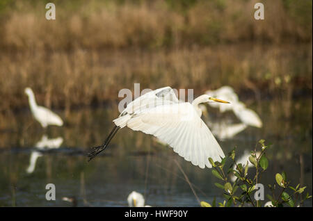 Silberreiher herumfliegen über einen Fluss auf einen guten Fang Stockfoto