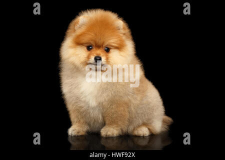 Miniatur Pomeranian Spitz Welpen auf schwarzem Hintergrund Stockfoto