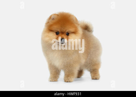 Miniatur Pomeranian Spitz Welpen auf weißem Hintergrund Stockfoto