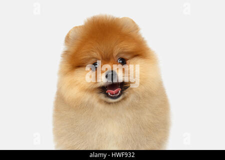 Miniatur Pomeranian Spitz Welpen auf weißem Hintergrund Stockfoto