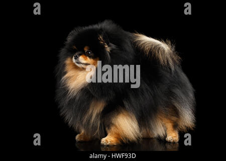 Pomeranian Spitz Hund Miniatur auf isolierte schwarzer Hintergrund Stockfoto