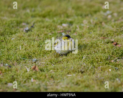 der Vogel sitzt auf der Graas und warten fod Stockfoto