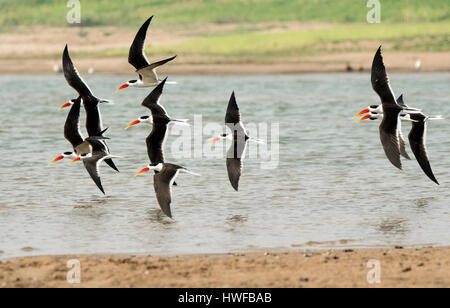 Das Bild der Skimmer wurde in Chambal Sanctuary, M.P. Indien aufgenommen. Stockfoto