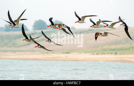 Das Bild der Skimmer wurde in Chambal Sanctuary, M.P. Indien aufgenommen. Stockfoto