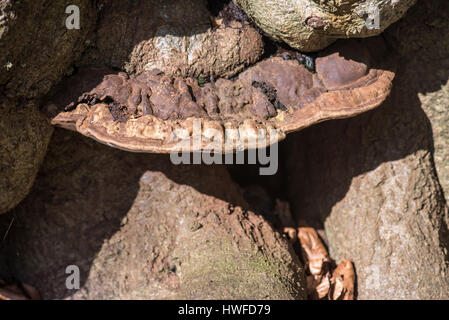 Südlichen Halterung Pilz (Ganoderma Australe), an einem typischen Ort im Buche Wald. Stockfoto