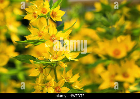 Punktierten Gilbweiderich (Lysimachia Trommler) Stockfoto