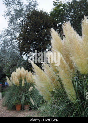 Pampas grass Federn und Bäume im Chenies Manor Gemüsegarten im Herbst. Schattierungen von Grün und Textur Detail. Stockfoto