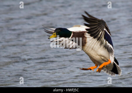 Männliche Stockente mit Flügel ausgestreckt Annäherung an eine Landung auf dem Wasser Stockfoto