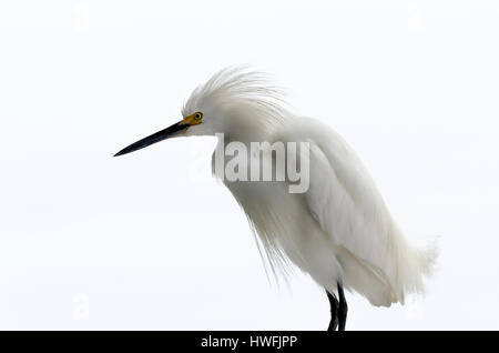 Snowy Egret (Egretta thula), Florida, USA Stockfoto