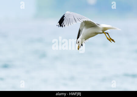 Ring-billed Gull (Larus delawarensis) Tauchen für Essen im Wasser. Stockfoto