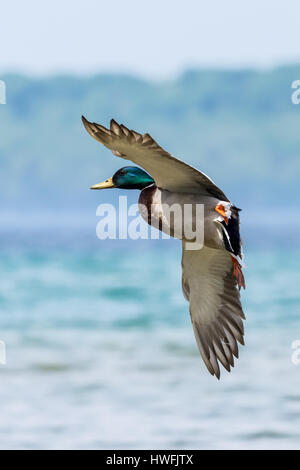 Ein männlicher (Drake) Stockente (Anas platyrhynchos) für eine Landung auf dem Wasser kommen. Stockfoto