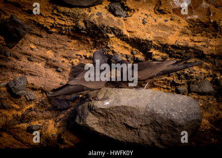 Ein paar braune Noddy Seeschwalben (Anous Stolidus) stehen an der felsigen Küste in den Galapagos-Inseln. Stockfoto