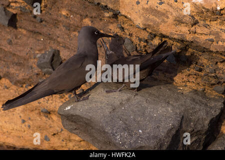 Ein paar braune Noddy Seeschwalben (Anous Stolidus) stehen an der felsigen Küste in den Galapagos-Inseln. Stockfoto