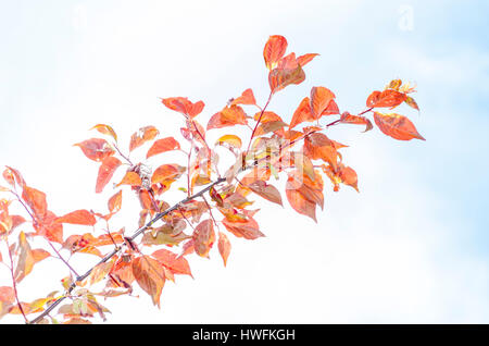 Photinia x Fraseri ' Red Versuchsprogramms Stockfoto