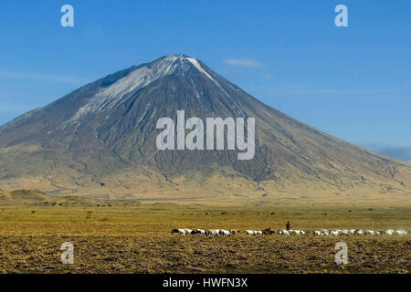 Der Heilige Berg - "Berg Gottes" - Ol Doinyo Lengai am Lake Natron, Norden von Tansania.  Im Vordergrund steht ein Maasai-Shepard mit seinem Vieh. Stockfoto