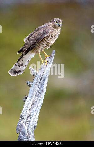 Sperber, Eurasian Sparrowhawk Accipiter Risus von Südnorwegen. Stockfoto
