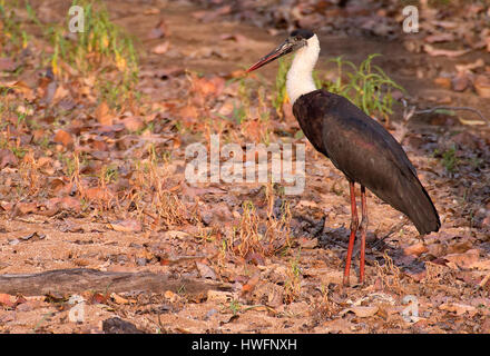 Wollig-necked Storch (Ciconia Episcopus) von Kanha Nationalpark, Indien. Stockfoto