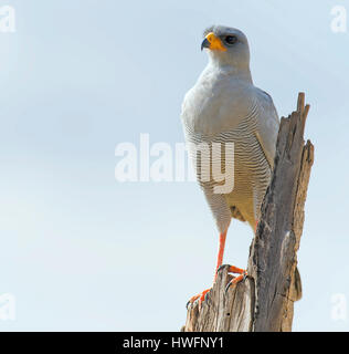 Easten Sie Chanting Goshawk (Melierax Poliopterus) von Samburu National Reserve, Kenia. Stockfoto