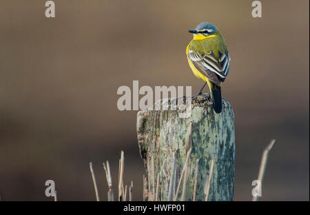 Western Schafstelze (Motacilla Flava, SSP. Flava) aus Tipperne, Dänemark. Stockfoto