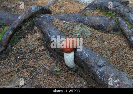 Ein Pilz auf dem Forrest-Boden im Baxter State Park Stockfoto