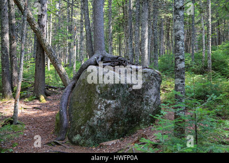 Ein ausgewachsener Baum verwurzelt, um einem großen Felsbrocken im Baxter State Park Stockfoto