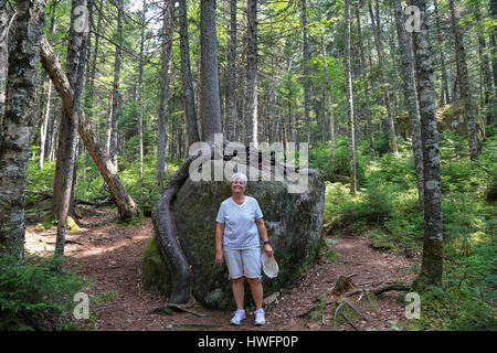 Ein ausgewachsener Baum verwurzelt, um einem großen Felsbrocken im Baxter State Park Stockfoto