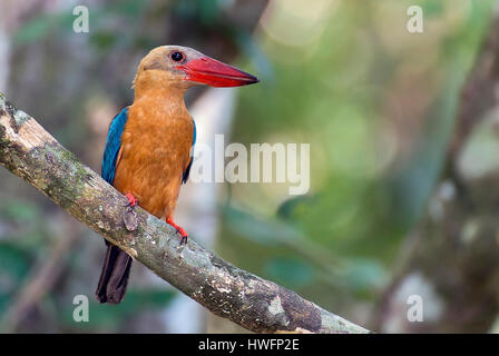 Brücke-billed Eisvogel (Pelargopsis Capensis) aus Kinabatangan Fluss, Sabah, Borneo. Stockfoto