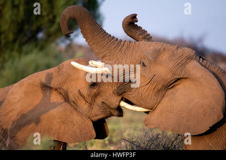 Zwei junge Elefanten kämpfen in Samburu National Reserve, Kenia. Stockfoto