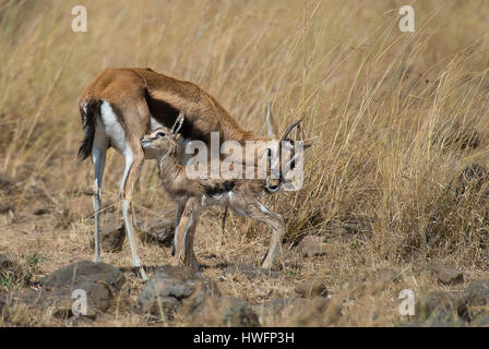 Mutter und Neugeborenes Thomson-Gazelle in Masai Mara, Kenia. Stockfoto