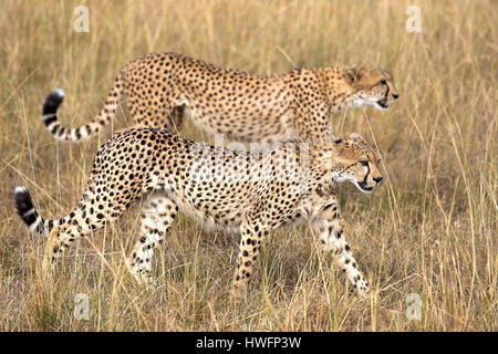 Zwei Ypoung Geparden in Masai Mara, Kenia. Stockfoto