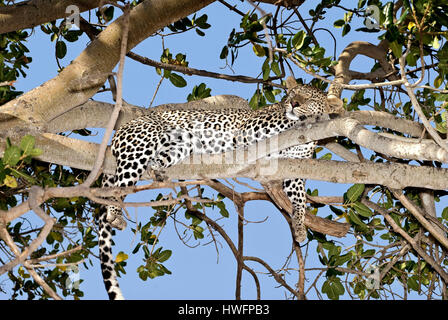 Leopard (Panthera Pardus) schlafen in einem Feigenbaum am Seronera, Serengeti, Tansania. Stockfoto