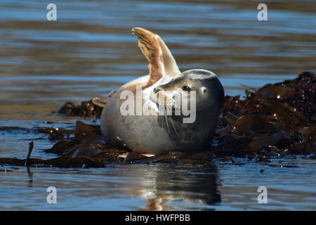 Hafen Sie Robbe, Phoca Vitulina.  Süd-West-Norwegen im Mai. Stockfoto