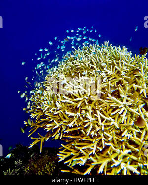 Doktoren Damselfishes (blaue Chromis Chromis SP.) sammeln um eine verzweigte Koralle (Acropora sp.). Stockfoto