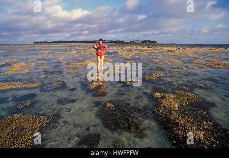 Riff flach von Heron Island, eine Koralleninsel im südlichen Great Barrier Reef abzurechnen. Stockfoto