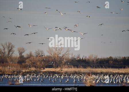 Wood River, Nebraska, USA, 20. März 2017. Unter der Welt große Tier Migrationen die Kraniche wach und nehmen Sie an Eigentum verwaltet vom Kran Trust, Wood River in Nebraska. Die Frühling Migration Bevölkerung der Kraniche in den zentralen Nebraska Flyway beläuft sich auf 650.000. Mehr als 80 Prozent der Weltbevölkerung der Kraniche konvergieren auf Nebraska Platte River Tal, einen kritischen Splitter der bedrohten Lebensraum in North America Central Flyway. Bildnachweis: John D. Ivanko/Alamy Live-Nachrichten Stockfoto