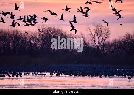 Wood River, Nebraska, USA, 20. März 2017. Unter der Welt große Tier Migrationen die Kraniche wach und nehmen Sie an Eigentum verwaltet vom Kran Trust, Wood River in Nebraska. Die Frühling Migration Bevölkerung der Kraniche in den zentralen Nebraska Flyway beläuft sich auf 650.000. Mehr als 80 Prozent der Weltbevölkerung der Kraniche konvergieren auf Nebraska Platte River Tal, einen kritischen Splitter der bedrohten Lebensraum in North America Central Flyway. Bildnachweis: John D. Ivanko/Alamy Live-Nachrichten Stockfoto