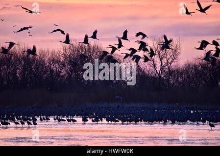 Wood River, Nebraska, USA, 20. März 2017. Unter der Welt große Tier Migrationen die Kraniche wach und nehmen Sie an Eigentum verwaltet vom Kran Trust, Wood River in Nebraska. Die Frühling Migration Bevölkerung der Kraniche in den zentralen Nebraska Flyway beläuft sich auf 650.000. Mehr als 80 Prozent der Weltbevölkerung der Kraniche konvergieren auf Nebraska Platte River Tal, einen kritischen Splitter der bedrohten Lebensraum in North America Central Flyway. Bildnachweis: John D. Ivanko/Alamy Live-Nachrichten Stockfoto