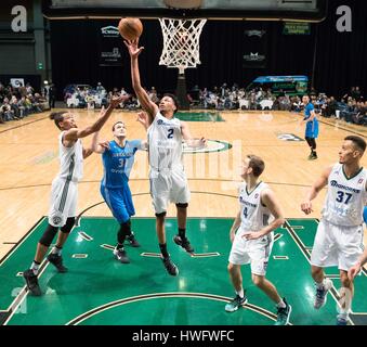 Reno, Nevada, USA. 20. März 2017. Reno Bighorn Guard LUIS MONTERO (2) reißt eine Erholung während der NBA D-League Basketball-Spiel zwischen Reno Dickhornschafe und die Texas Legends Reno Events Center in Reno, Nevada. Bildnachweis: Jeff Mulvihill/ZUMA Draht/Alamy Live-Nachrichten Stockfoto