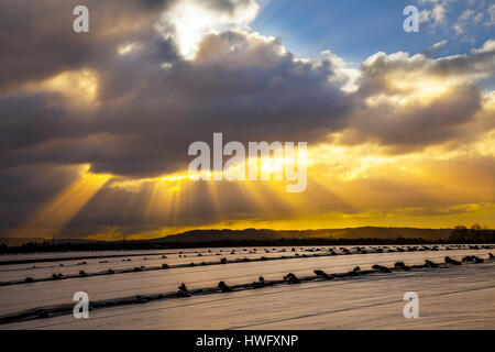 Anlage Fleece winter Frostschutz, Garten Gartenbau Landschaft im Burscough, Lancashire, UK. UK Wetter. Einen kalten und windigen Tag mit den neu gepflanzten Pflanzen mit landwirtschaftlichen Fleece, oder Erntegut Abdeckungen abgedeckt, unter Androhung von der ländlichen kalten Temperaturen. Als Frühjahrspflanzung erhält unterwegs die Felder beginnen zu betrachten, als ob im Schnee bedeckt - aber eigentlich ist es weite Teile der landwirtschaftlichen Fleece, mehrschichtige auf dem Boden der Salat Pflanzen aus dem frühen Morgen Frost zu schützen. Credit: MediaWorldImages/Alamy leben Nachrichten Stockfoto